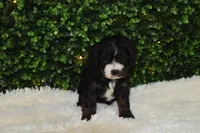 Bristol , a female Cavapoo for sale in Dundee, OH – Photo 1 of 6