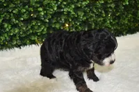 Bristol , a female Cavapoo for sale in Dundee, OH – Photo 5 of 6