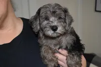 Moe, a male Miniature Labradoodle for sale in Dundee, OH – Photo 2 of 4