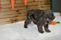 Moe, a male Miniature Labradoodle for sale in Dundee, OH – Photo 3 of 4