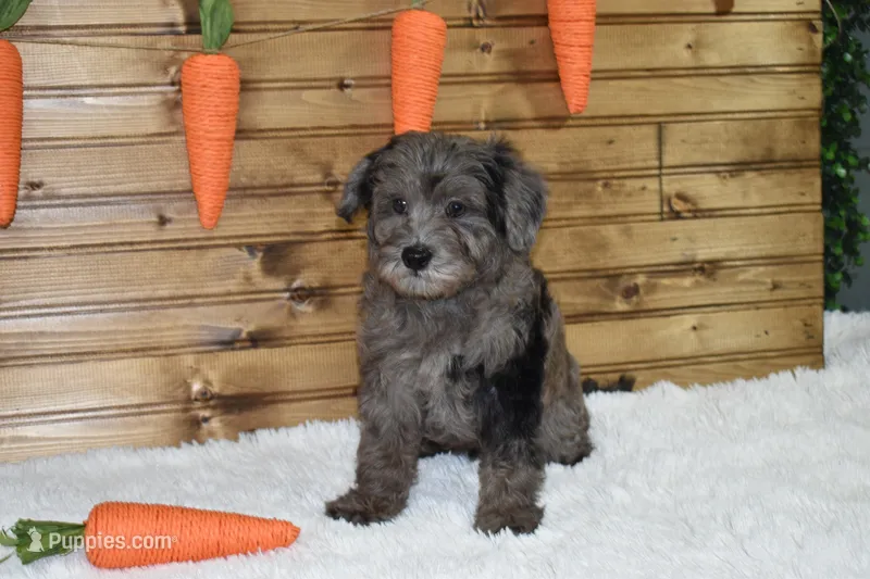 Moe – Miniature Labradoodle puppy for sale in Dundee, OH