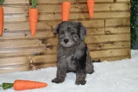 Moe, a male Miniature Labradoodle for sale in Dundee, OH – Photo 1 of 4