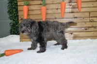 Moe, a male Miniature Labradoodle for sale in Dundee, OH – Photo 4 of 4