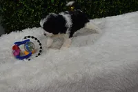 Brindley, a female Cavapoo for sale in Dundee, OH – Photo 5 of 6