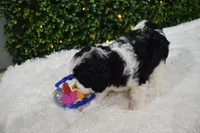 Brindley, a female Cavapoo for sale in Dundee, OH – Photo 2 of 6