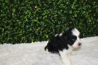 Brindley, a female Cavapoo for sale in Dundee, OH – Photo 4 of 6
