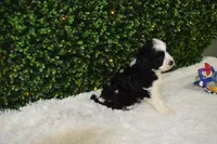 Brindley, a female Cavapoo for sale in Dundee, OH – Photo 6 of 6