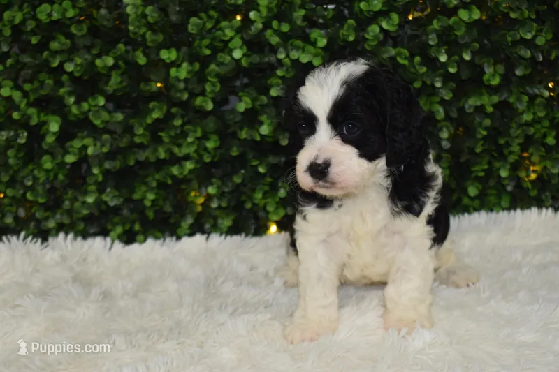 Brindley – Cavapoo puppy for sale in Dundee, OH