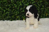 Brindley, a female Cavapoo for sale in Dundee, OH – Photo 1 of 6