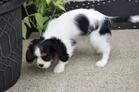 Wilder, a male Cavalier King Charles Spaniel for sale in Dundee, OH – 2 of 5