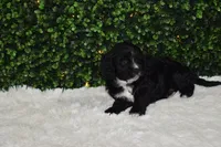 Bingo, a female Cavapoo for sale in Dundee, OH – Photo 3 of 6