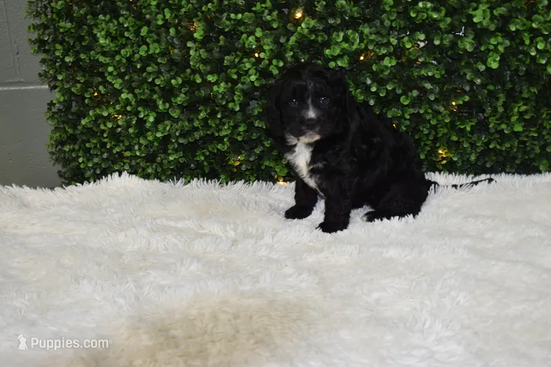 Bingo – Cavapoo puppy for sale in Dundee, OH