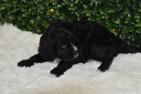 Bingo, a female Cavapoo for sale in Dundee, OH – Photo 2 of 6