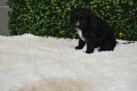 Bingo, a female Cavapoo for sale in Dundee, OH – Photo 6 of 6