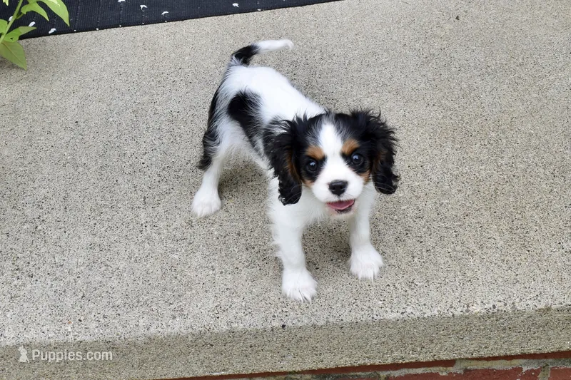 Wilder – Cavalier King Charles Spaniel puppy for sale in Dundee, OH