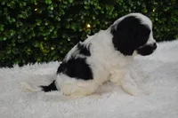 Brandy, a female Cavapoo for sale in Dundee, OH – Photo 4 of 7