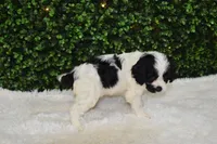 Brandy, a female Cavapoo for sale in Dundee, OH – Photo 3 of 7