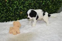 Brandy, a female Cavapoo for sale in Dundee, OH – Photo 6 of 7