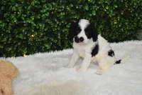 Brandy, a female Cavapoo for sale in Dundee, OH – Photo 1 of 7