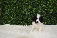 Brandy, a female Cavapoo for sale in Dundee, OH – Photo 7 of 7