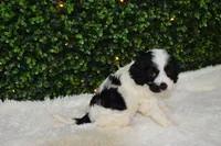 Brandy, a female Cavapoo for sale in Dundee, OH – Photo 5 of 7