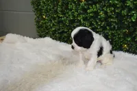 Brandy, a female Cavapoo for sale in Dundee, OH – Photo 2 of 7