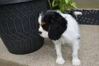 Wilder, a male Cavalier King Charles Spaniel for sale in Dundee, OH – 5 of 5