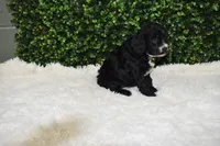 Brooklyn, a female Cavapoo for sale in Dundee, OH – Photo 5 of 5