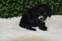 Brooklyn, a female Cavapoo for sale in Dundee, OH – Photo 2 of 5