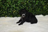 Brooklyn, a female Cavapoo for sale in Dundee, OH – Photo 3 of 5