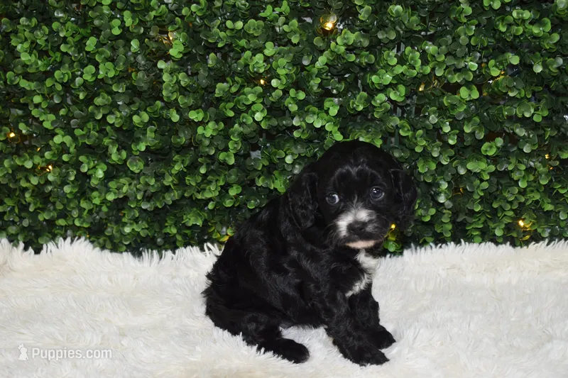 Brooklyn – Cavapoo puppy for sale in Dundee, OH