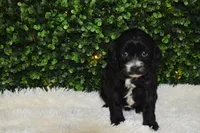 Brooklyn, a female Cavapoo for sale in Dundee, OH – Photo 4 of 5
