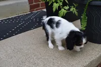 Wilder, a male Cavalier King Charles Spaniel for sale in Dundee, OH – 4 of 5