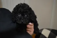 Bria, a female Miniature Labradoodle for sale in Dundee, OH – Photo 2 of 5