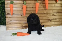 Bria, a female Miniature Labradoodle for sale in Dundee, OH – Photo 3 of 5