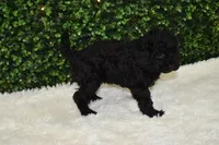 Bria, a female Miniature Labradoodle for sale in Dundee, OH – Photo 5 of 5