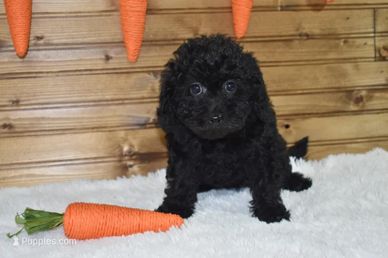 Bria, a female Miniature Labradoodle for sale in Dundee, OH – Photo 1 of 5