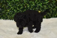Bria, a female Miniature Labradoodle for sale in Dundee, OH – Photo 4 of 5