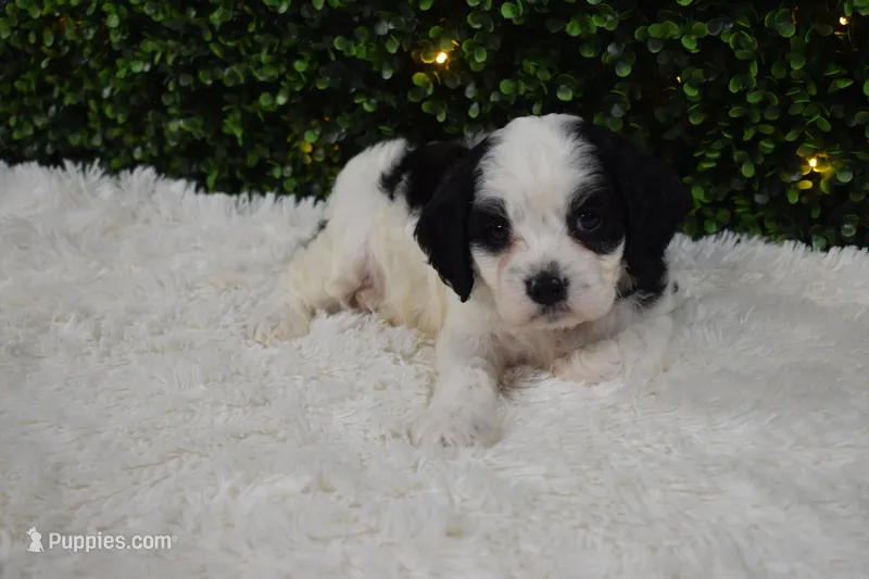 Buttons – Cavapoo puppy for sale in Dundee, OH