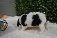 Buttons, a female Cavapoo for sale in Dundee, OH – Photo 4 of 6