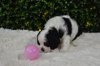 Buttons, a female Cavapoo for sale in Dundee, OH – Photo 6 of 6