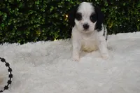 Buttons, a female Cavapoo for sale in Dundee, OH – Photo 3 of 6