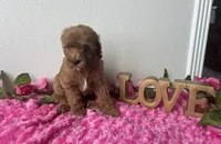 Eve, a female Goldendoodle for sale in San Antonio, TX – 3 of 9