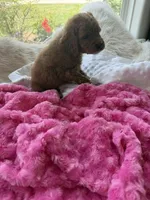Lucy, a female Goldendoodle for sale in San Antonio, TX – 4 of 6