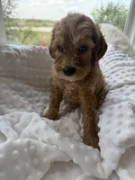 Denver, a male Goldendoodle for sale in San Antonio, TX – 3 of 3