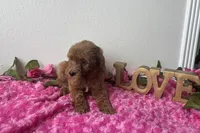 Eve, a female Goldendoodle for sale in San Antonio, TX – 4 of 9