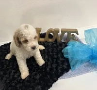 Dexter, a male Goldendoodle for sale in San Antonio, TX – 5 of 7
