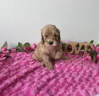 Blaire, a female Goldendoodle for sale in San Antonio, TX – 4 of 7