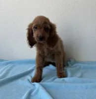 Blaze, a male Goldendoodle for sale in San Antonio, TX – 5 of 7