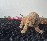Brody, a male Goldendoodle for sale in San Antonio, TX – 3 of 10